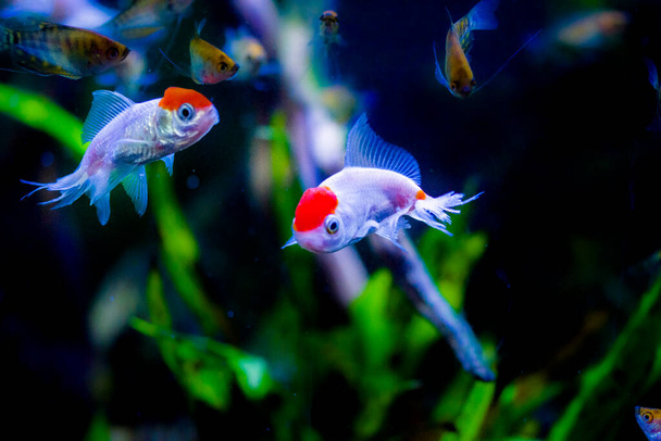 Akvaryumdaki Japon Balığı - Carassius Auratus - Fotoğraf, Görsel