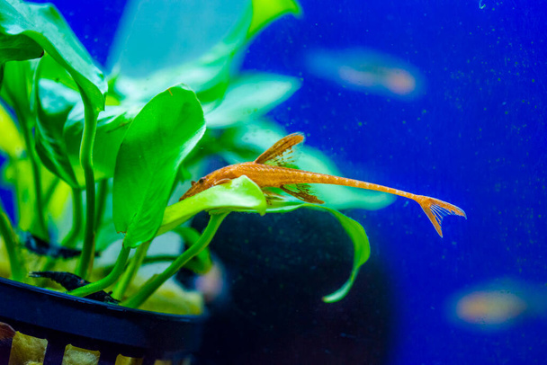 Loricaria (Rineloricaria) sp. Rosso. Pesce gatto lucertola rossa - Foto, immagini