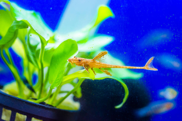 Loricaria (Rineloricaria) sp. Red. Red lizard catfish - Photo, Image