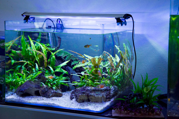 Пресноводный и морской аквариум с рыбой, растением, креветками и многим другим  - Фото, изображение