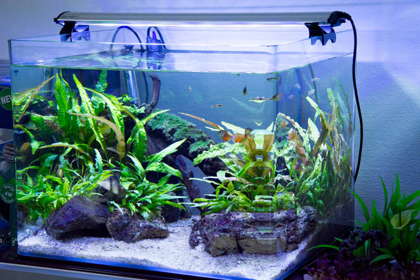 Γλυκό νερό και θαλασσινό Ενυδρείο με ψάρια, φυτά, schrimp και περισσότερα  - Φωτογραφία, εικόνα