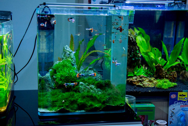 Прісноводний і морський Акваріум з рибою, рослиною, креветками та іншими
  - Фото, зображення