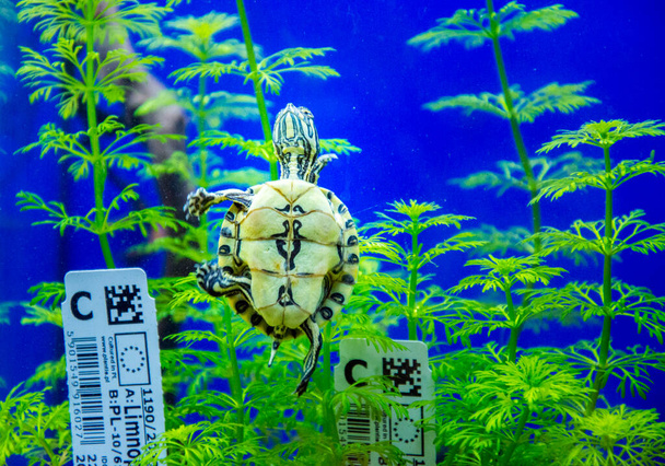 Süßwasseraquarienschildkröte, Chrysemis, Trachemie und mehr Arten im Aquarium  - Foto, Bild