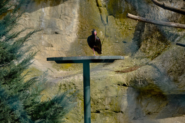 Velký pták stojí v plešaté ibis hnízdo zoo park.  - Fotografie, Obrázek