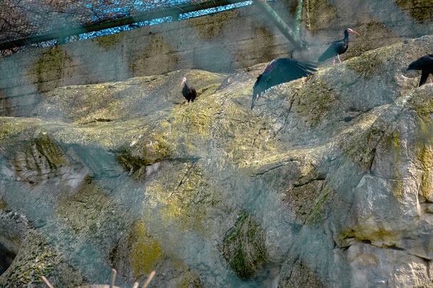 Nagy madár áll a kopasz ibis fészek állatkert parkban.  - Fotó, kép