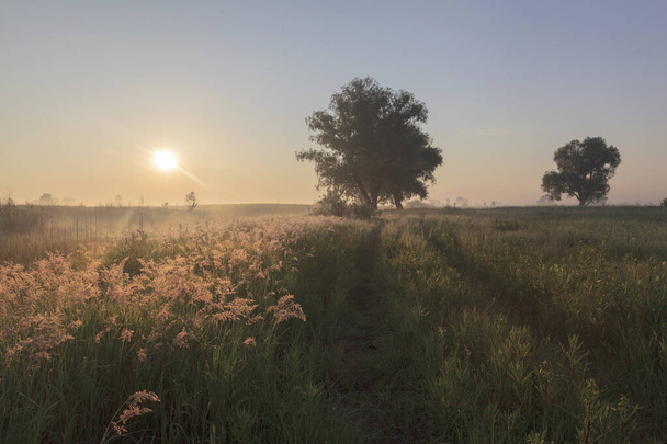 Güneşin doğuşu sisli bir çayırda - Fotoğraf, Görsel