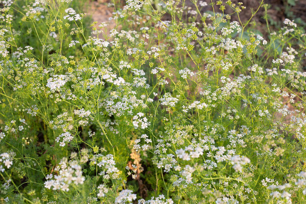 Coriander flowers with fresh seeds in the garden - Photo, Image