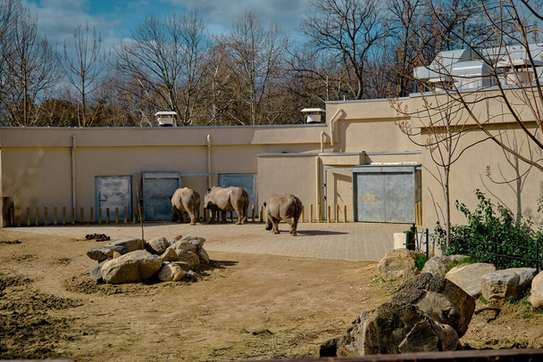 Suuri sarvikuono. Sarvikuono, jota voi kutsua myös valkoiseksi sarvikuonoksi, joka seisoo maaperässä eläintarhassa..   - Valokuva, kuva