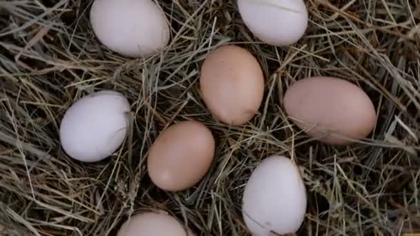 人間の手は、干し草の中にあり、時計回りに回転する有機新鮮な生の鶏の卵を取ります. - 映像、動画