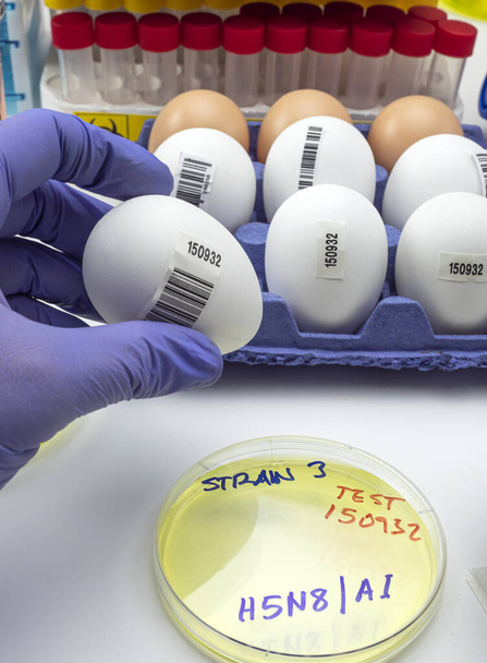 Neuer H5N8-Stamm der Vogelgrippe breitet sich beim Menschen aus, Wissenschaftler mit infiziertem Ei, Konzeptbild - Foto, Bild