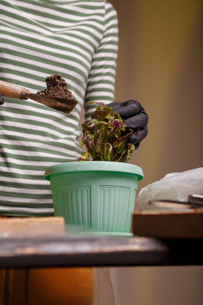 Woman replanting flower seedling into new flower pot, putting in some universal soil for home potted plants. - Photo, Image
