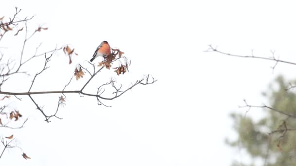 Bullfinch istuu oksalla aurinkoisena lumisena päivänä - Materiaali, video