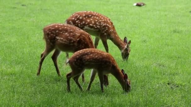 Ciervos jóvenes pastan en la hierba - Metraje, vídeo
