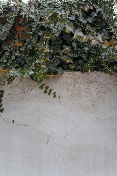 Planta de escalada sobre uma cerca, folhas de hera verde cobrindo parede de cimento
. - Foto, Imagem