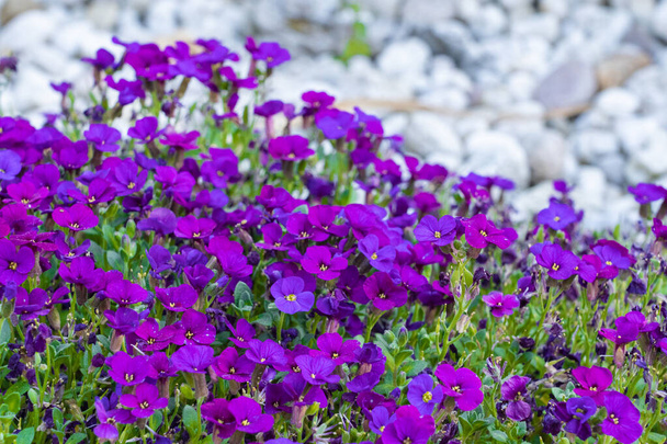岩の中の美しい紫色の岩のクレス - 写真・画像