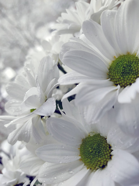 Білі квіти на розмитому тлі. Декоративні садові ромашки, хризантеми. Вертикальна фотографія
. - Фото, зображення