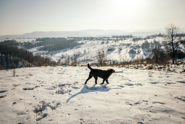 Un chien marchant sur un champ enneigé - Photo, image