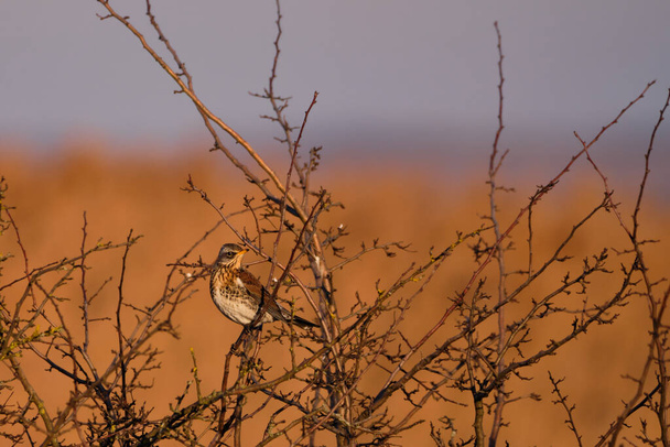 Fieldfare bird on the branch - Photo, Image