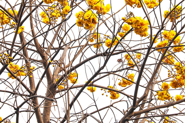 Drzewo ma żółte kwiaty. - Zdjęcie, obraz