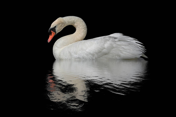 Swan on a black surface with a flood. - Photo, Image