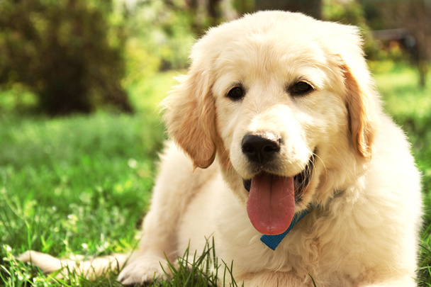 Cute golden retriever puppy. - Photo, Image