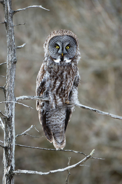 Great Gray Owl perched in a tree - Valokuva, kuva