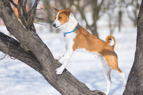 Full body portrait of brave Basenji dog standing on an apricot tree branch at winter season - Photo, Image