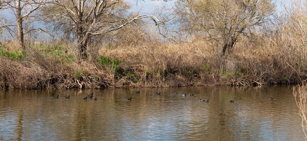 Ранним утром у берега плавает небольшое стадо черных мигрирующих уток в резервуаре на озере Хула на севере Израиля. - Фото, изображение
