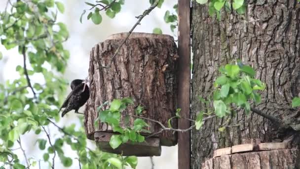 Starling na jaře vybírá umělé hnízdění - Záběry, video