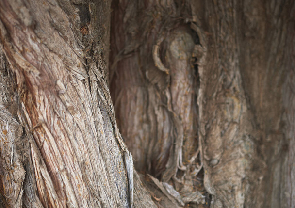 détail d'un tronc d'un vieil arbre cyprès, détérioré et avec écorce endommagée - Photo, image