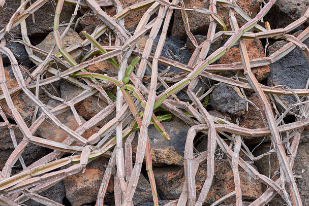A Cissus quadrangularis látképe - Fotó, kép