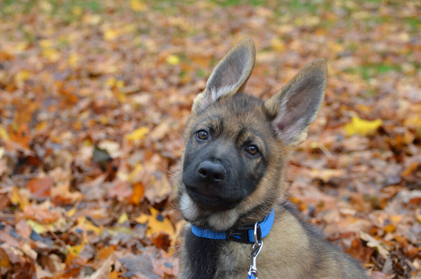 Carino cane pastore tedesco - Foto, immagini