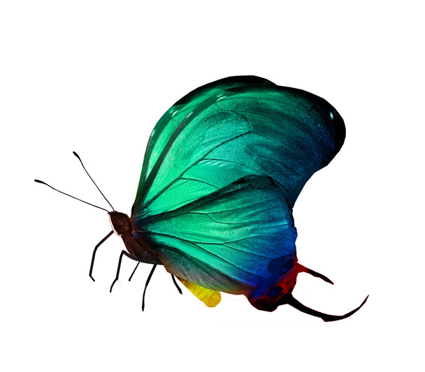 pillangók szárnyain zászlókkal - Fotó, kép