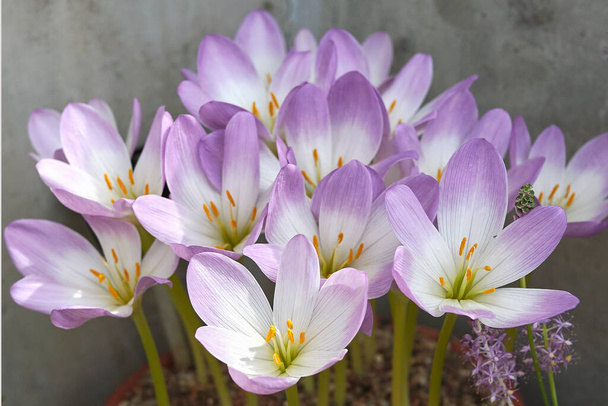 View of colchicum pink flower - Photo, Image