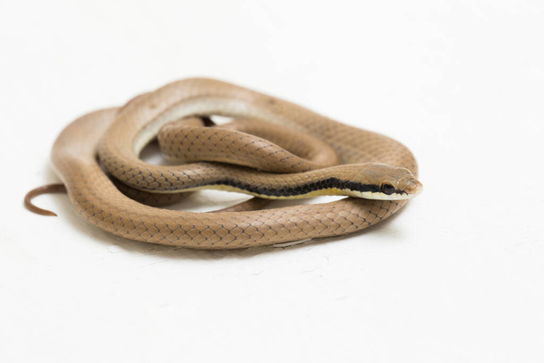 Malayan Ringneck Snake liopeltis tricolor geïsoleerd op witte achtergrond - Foto, afbeelding