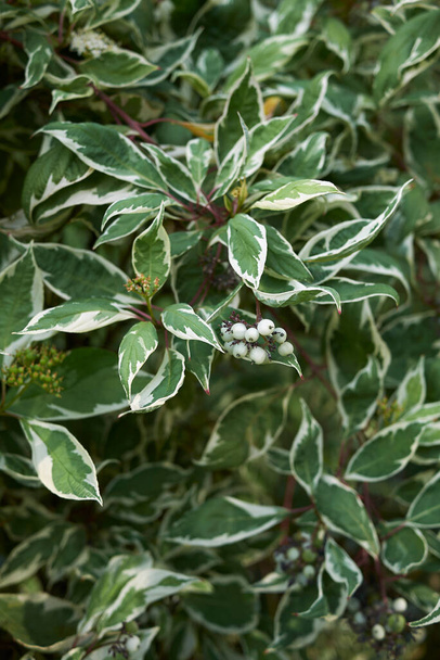 ποικιλόμορφα φύλλα του θάμνου Cornus alba elegantisima - Φωτογραφία, εικόνα