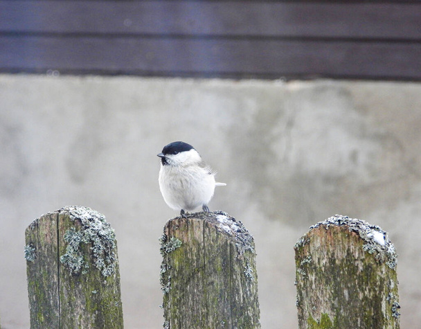           Tit sitting on a wooden fence - Foto, afbeelding