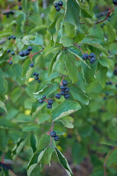 Cornus sanguinea aux fruits bleus - Photo, image
