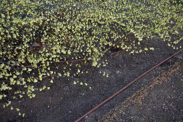 Ανθισμένος θάμνος Corylopsis pauciflora - Φωτογραφία, εικόνα