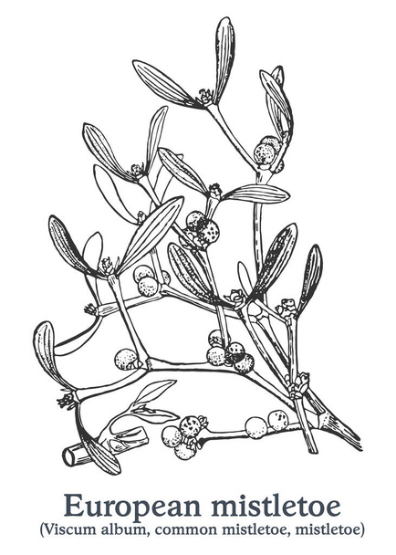European mistletoe. Vector hand drawn plant. Vintage medicinal plant sketch. - Vector, Image