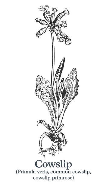 Kuhglocken. Vektorhandgezeichnete Pflanze. Vintage-Skizze für Heilpflanzen. - Vektor, Bild
