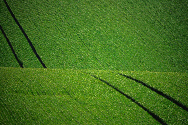 Wiosenny krajobraz wiejski pól uprawnych Moraw Południowych. Zielone fale pól Moraw Południowych. Krajobraz zielonych wzgórz. Dobra faktura lub tło - Zdjęcie, obraz