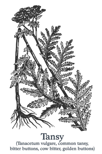 Tansy. Vector hand drawn plant. Vintage medicinal plant sketch. - Vector, Image