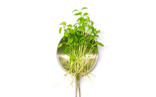 Microgreens parsley isolate on a white background. Selective focus. Food. - Photo, Image