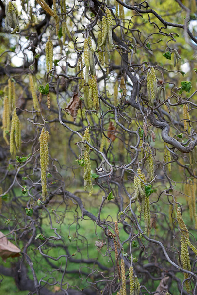 Corylus avellana contorta en fleur - Photo, image