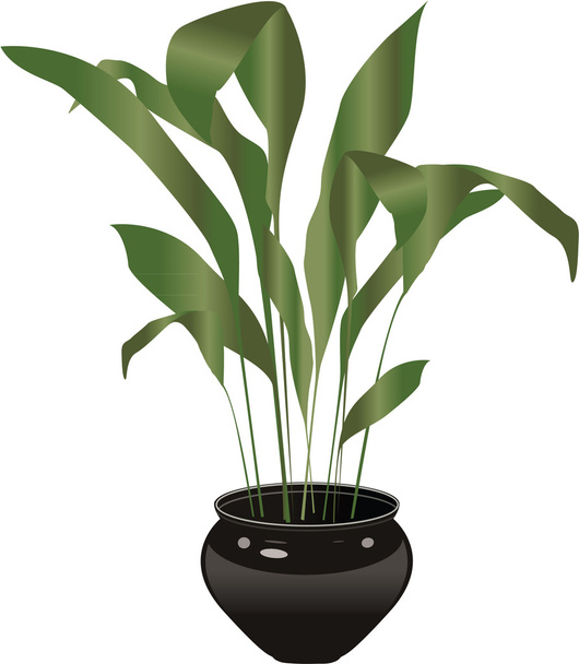 Planta de vaso
 - Vetor, Imagem