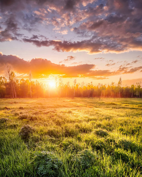 Alba o tramonto in un campo primaverile con erba verde coperta di rugiada, nebbia, betulle e cielo coperto. Raggi di sole che si fanno strada tra le nuvole. - Foto, immagini