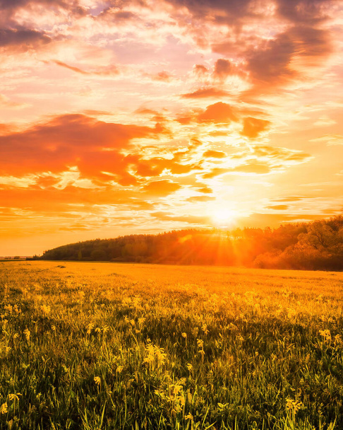 緑の芝生、柳の木や曇りの空と春のフィールドでの日没や日の出。雲の中を進んでいく太陽の光. - 写真・画像