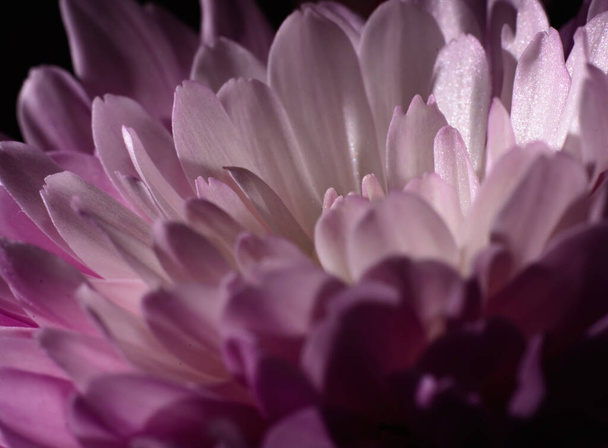 Beautiful close up chrysanthemum shot - Photo, Image