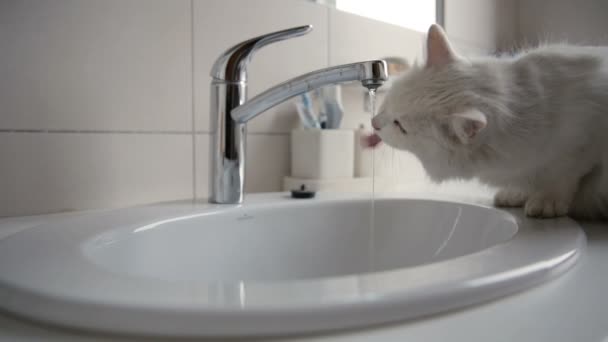 Śmieszny kot pijący wodę w łazience z kranu - Materiał filmowy, wideo